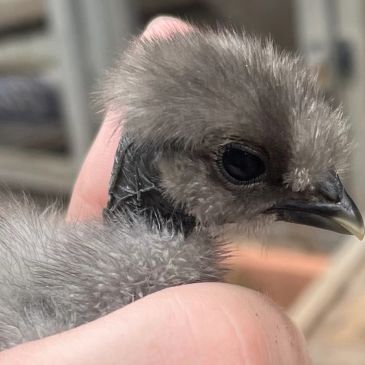 Close-up of a fluffy baby bird being gently held.