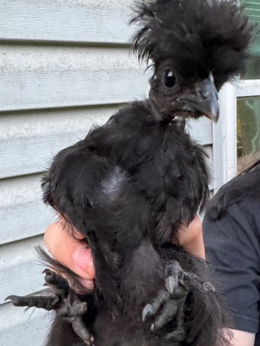 A black Polish chicken with a distinctive feather crest held by a person.