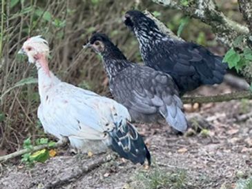 Three chickens foraging near a bushy area outdoors.