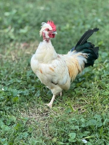 A white rooster standing on green grass outdoors.