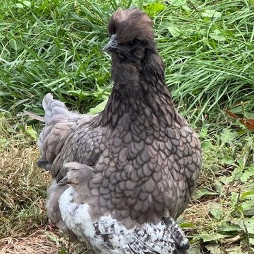 A fluffy chicken with unique feather patterns stands on grass.