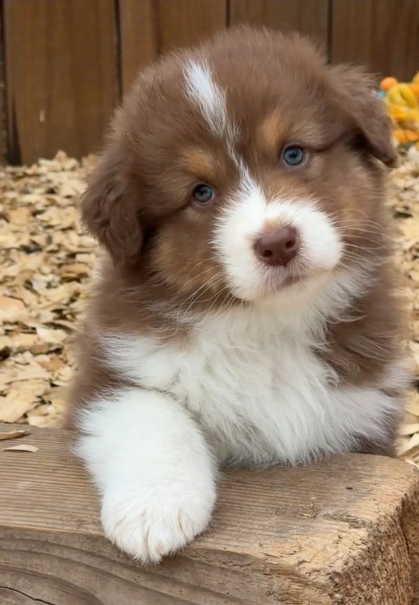 Fluffy brown and white puppy with blue eyes resting on a wooden surface.