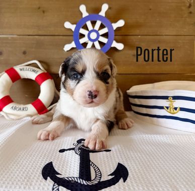 Cute puppy named Porter with nautical decorations.