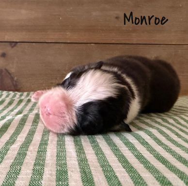 Newborn puppy named Monroe resting on a striped cloth.