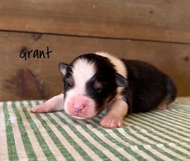Newborn puppy named Grant on a striped cloth.