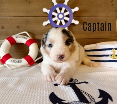 Adorable puppy with nautical theme items.