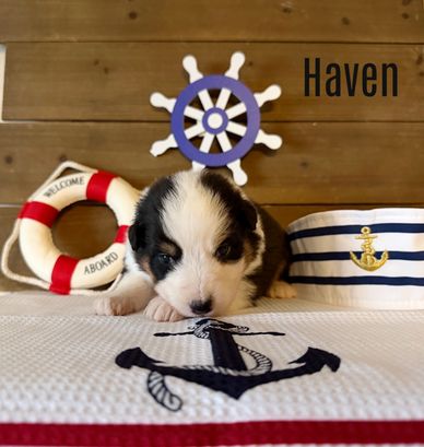 Adorable puppy with nautical decor and 'Haven' text.
