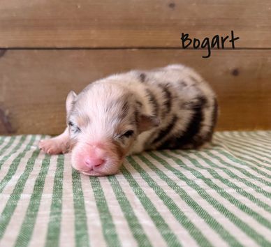 Newborn puppy named Bogart lying on striped fabric.