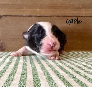 Newborn black and white puppy named Gable.