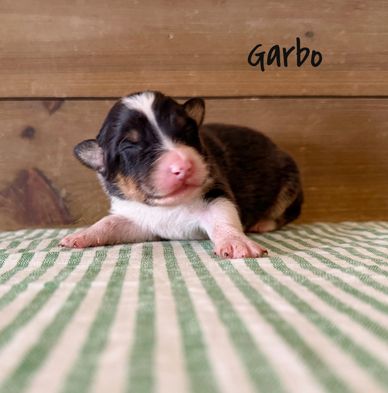 Newborn puppy named Garbo resting.