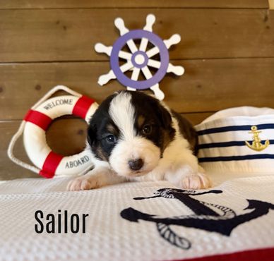 Cute puppy in sailor theme setup.