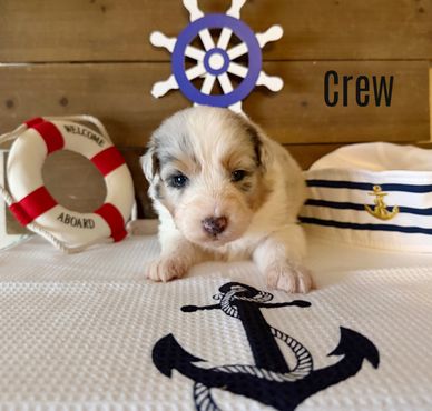 Adorable puppy with nautical decor.