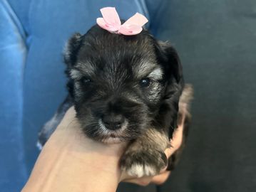 A small puppy with a pink bow on its head.
