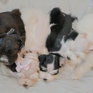 At the Schnauzer Boutique, our philosophy is simple: we raise the kind of puppy we would want in our