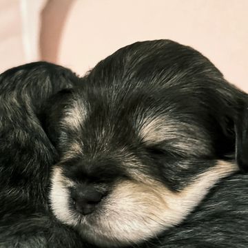 AVAILABLE

Boy
Born 12/12/25
$2000
Call Autumn 205-767-9131