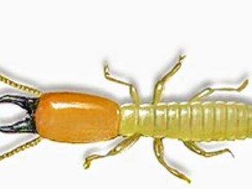 Alpha Termite Alpha Termite