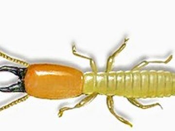 Alpha Termite