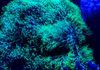 Green star polyps