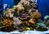 reefscaping