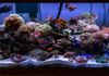 95 gallon Reef tank at my house