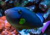 Pink Tail Triggerfish
