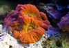 Gorgeous Acans