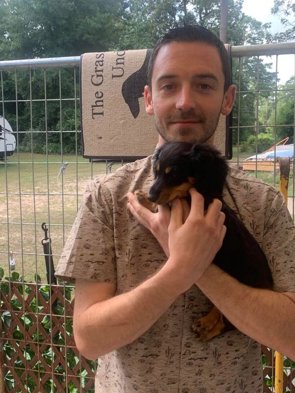 Dachshund Puppies