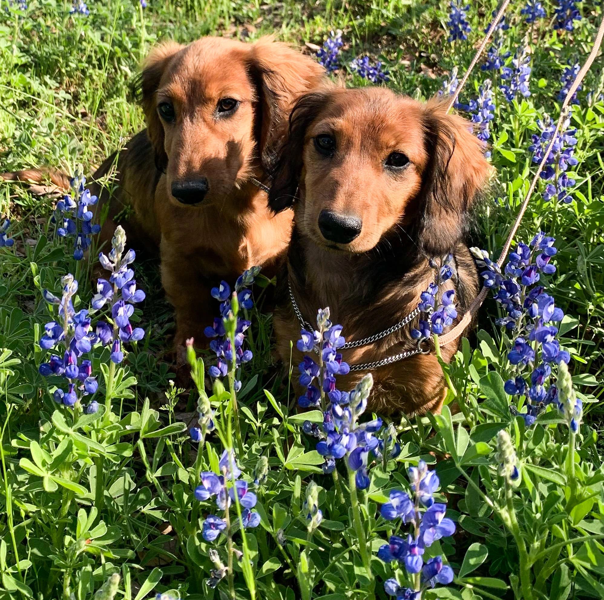 Two brown dogs sitting among green plants with purple flowers.