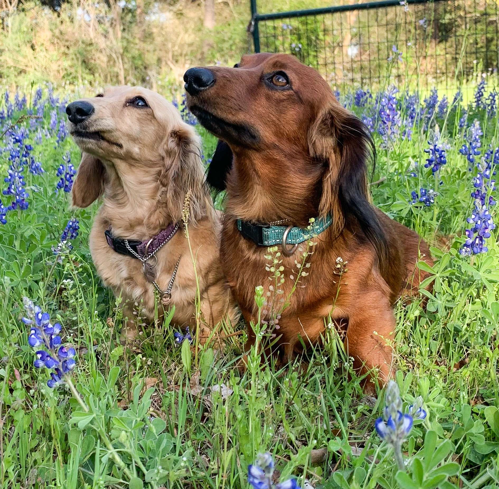 Two dachshunds sitting attentively in a field of purple flowers.