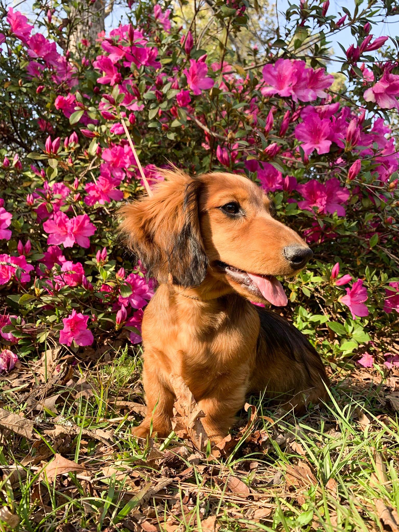 A happy dachshund sits among bright pink flowers on a sunny day.