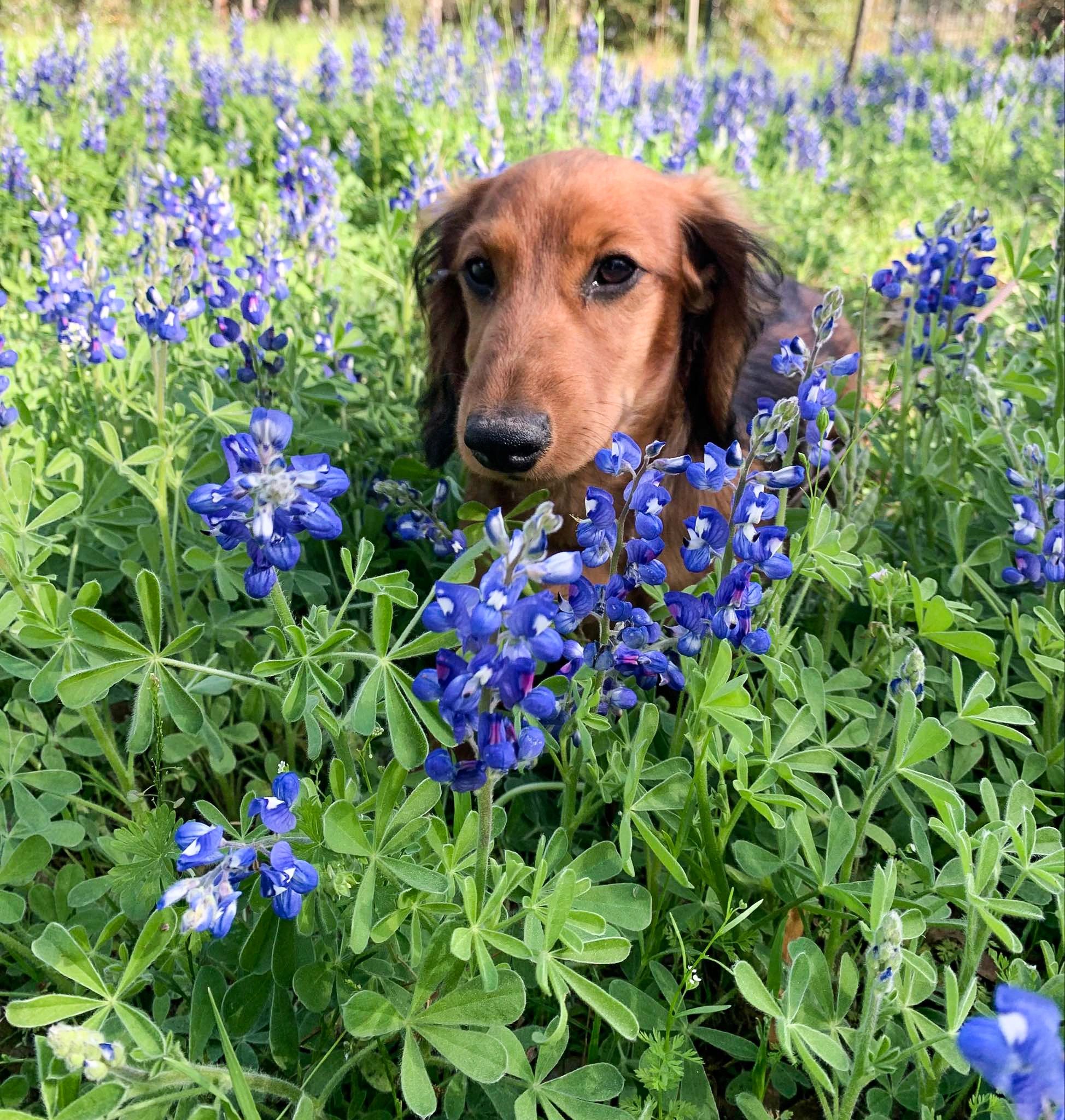 A dog peeks through a field of vibrant blue flowers.