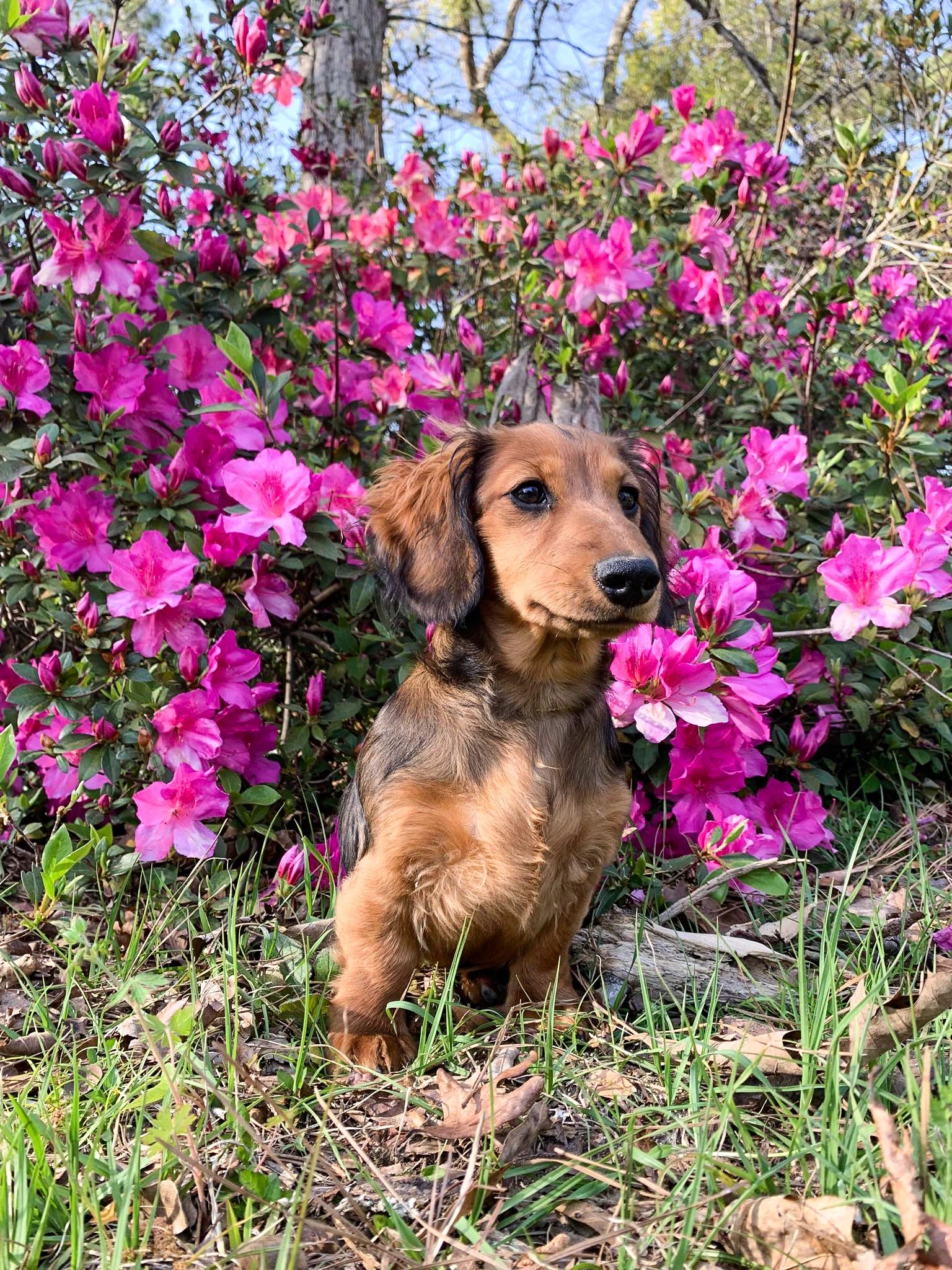 A dachshund puppy sits among vibrant pink flowers in a garden.