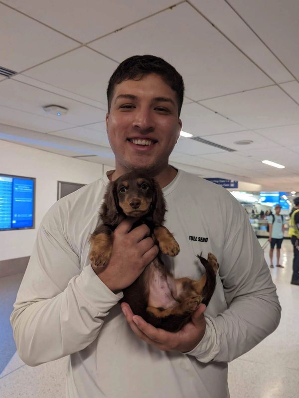 Dachshund Puppies