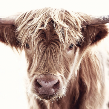 Cattle
