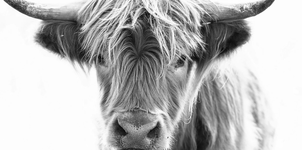 Cattle