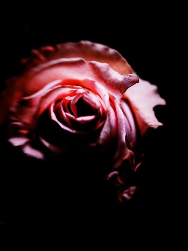 Rose roos gemaakt met een lensbaby lens, scherp daar waar het nodig is en daarom heen een softfocus.