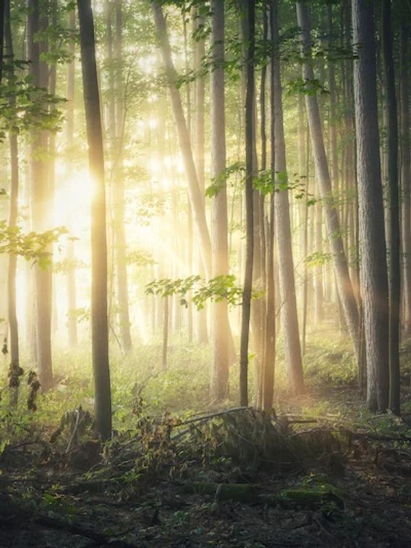 A backlit forest 