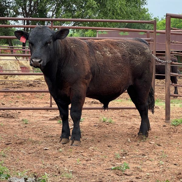 A black cow standing in a fenced dirt area with a red ear tag.