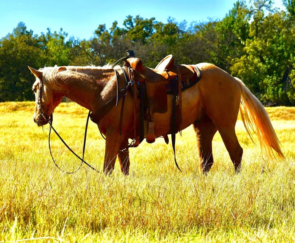Kvc Ranch Kingdom Valley Ranch