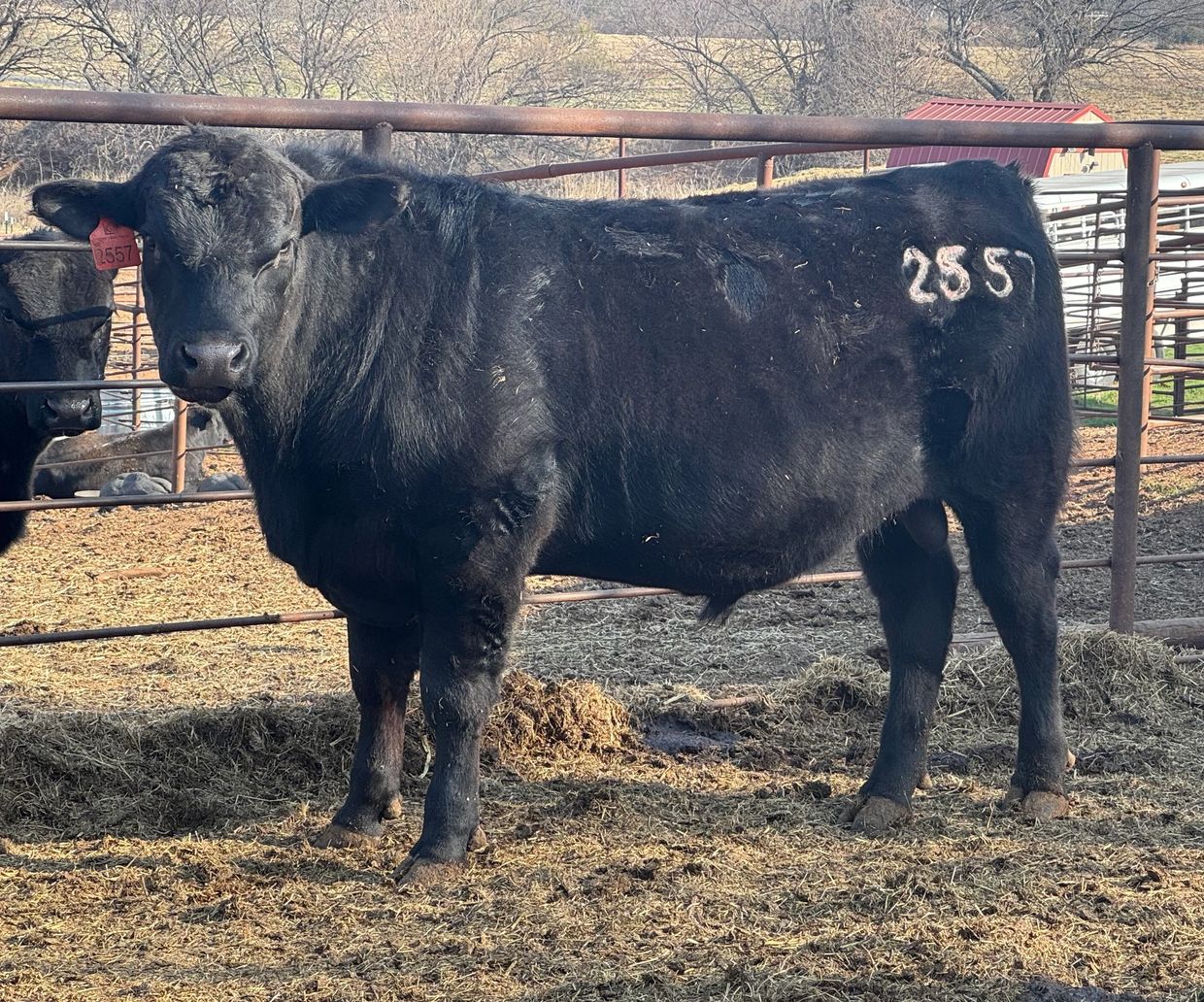 A black cow with the number 2857 branded on its side stands in a fenced enclosure.