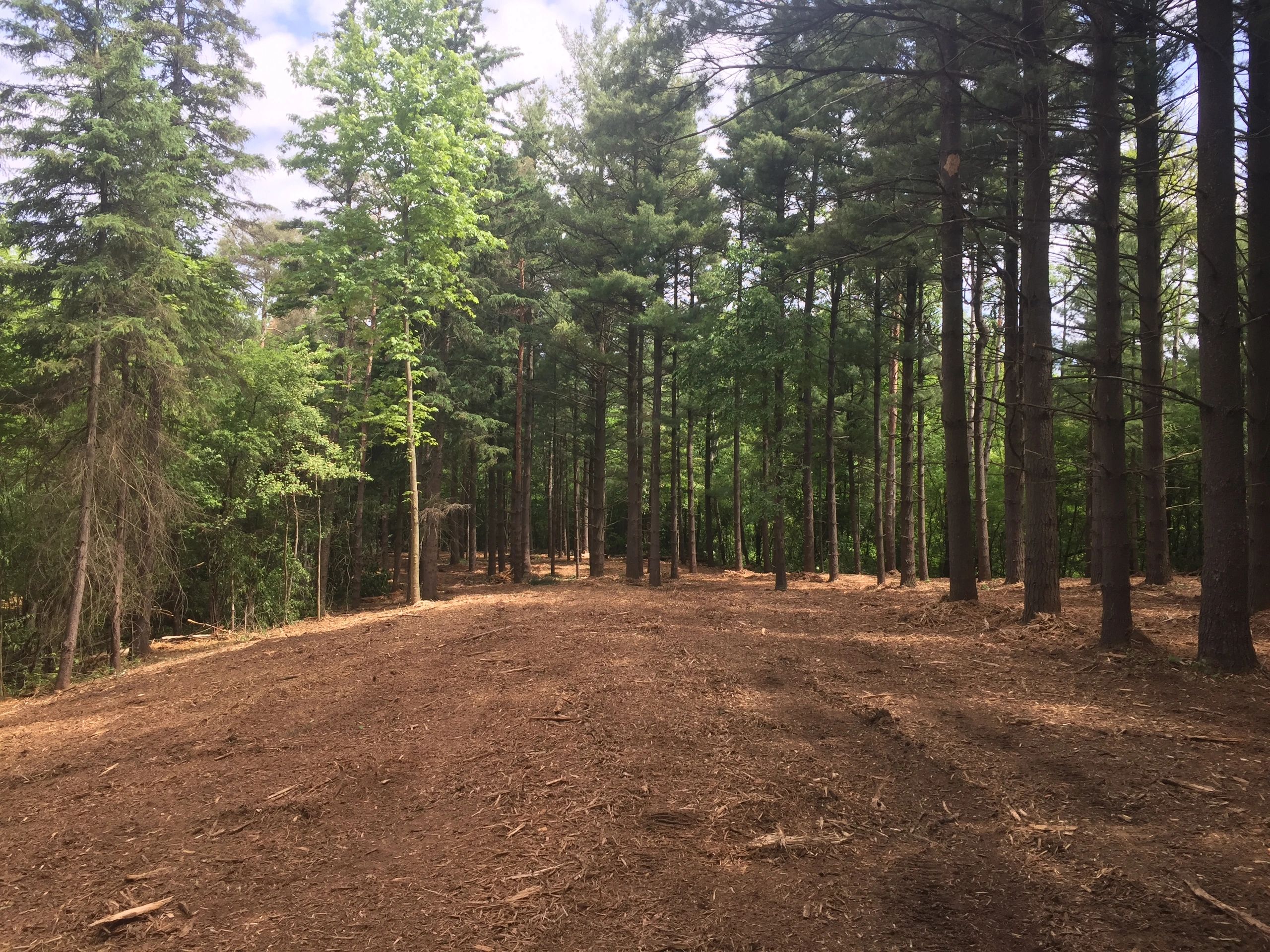 Besides the everyday operation of our cash crop and beef operation we provide forestry mulching