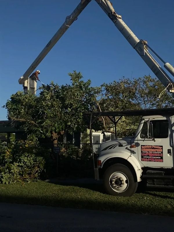Tree Service in Miami