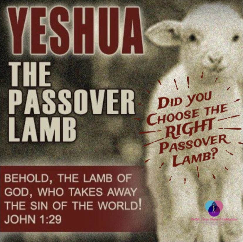 Did you choose the RIGHT Passover Lamb?