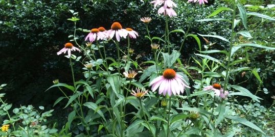 A peaceful garden