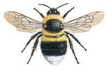 Bees Tropical Charm
