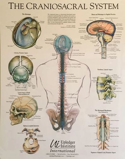 craniosacral system craniosacral therapy