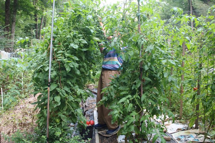 Man standing between very tall tomato plants