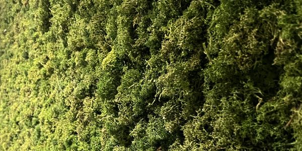 Close-up of green moss on a surface.