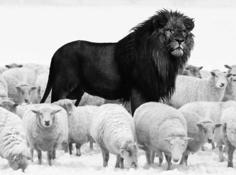 A lion symbolizes leadership. A lion can lead a pack of sheep due to its natural instincts,dominance