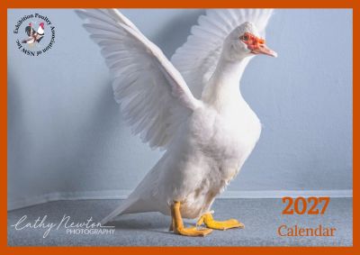 White duck with wings spread on a 2027 calendar cover.